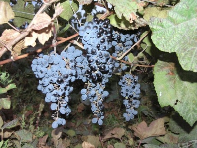 Olenevsky grapes