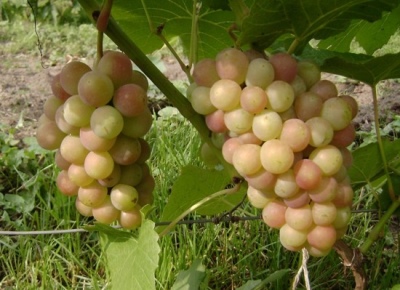 Palanga-druiven