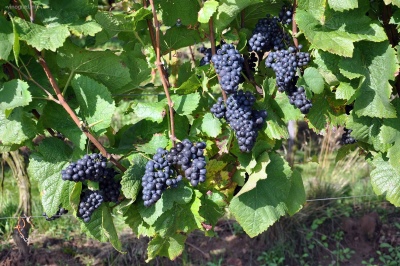Pinot Noir-druiven