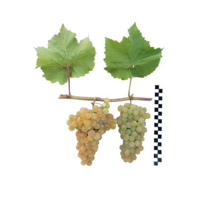 Platovsky grapes