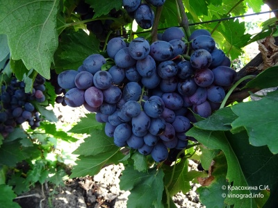 Grapes Victory