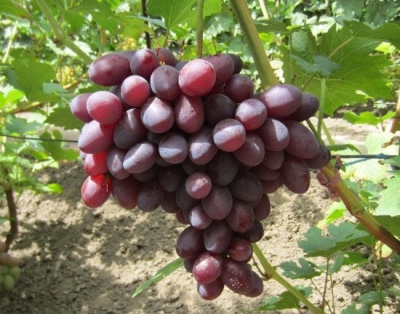 Grapes Gift to Irina