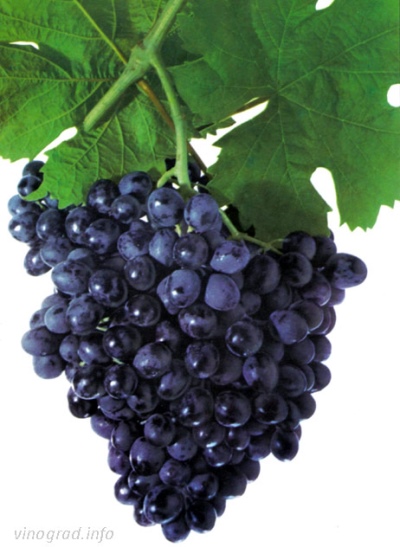 Early Magarach Grape