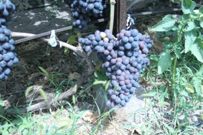 Richelieu grapes