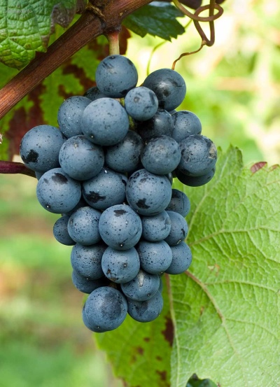 Rondo grapes