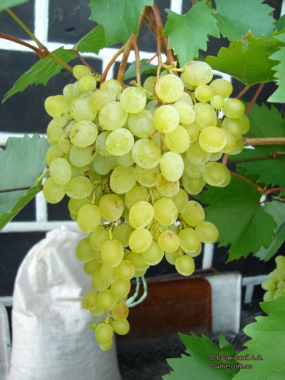Grapes Rusbol