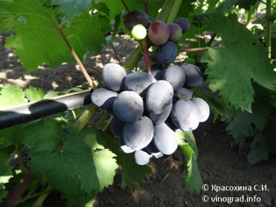 Ruslan grapes