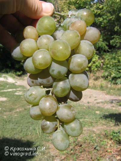 Seneca grape