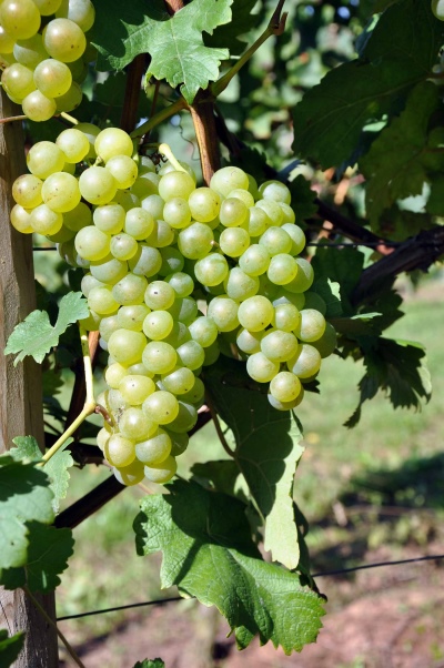 Shasla grapes White