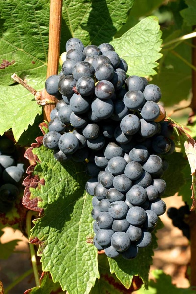 Shiraz Grape (Syrah)