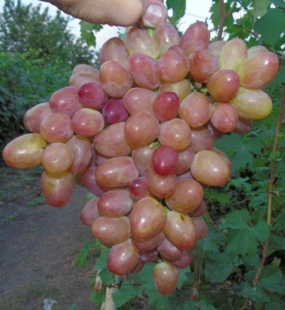 Sofia grapes