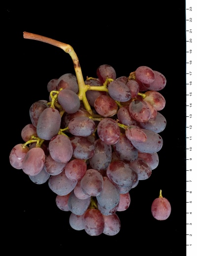 Taifi Pink Grapes