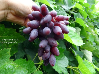 Taldun grapes