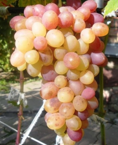 Tason uvas