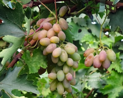 Grapes Timur Pink