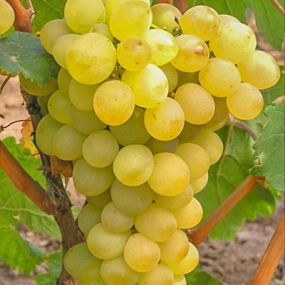 Triunfo de la uva