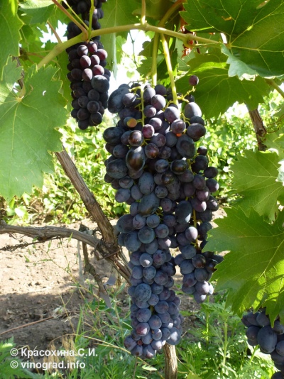 Yasya grapes