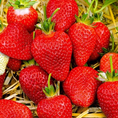 Strawberry Alba