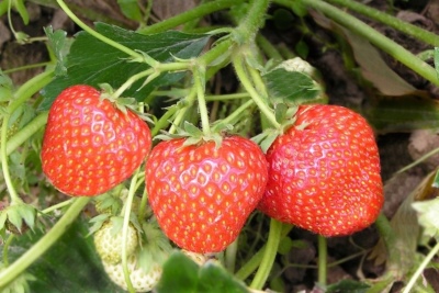 Strawberry Alpha