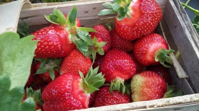 Strawberry Allegro