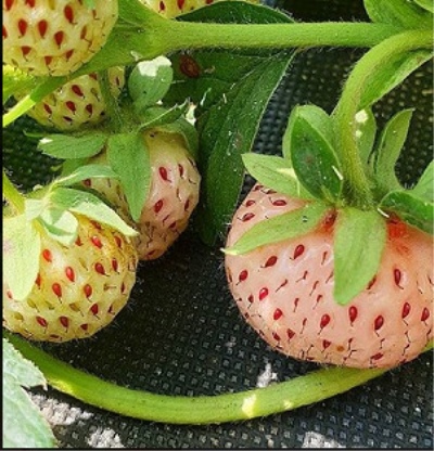草莓阿纳布兰卡