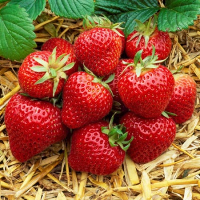 Strawberry Aromas
