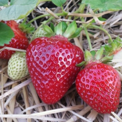 Strawberry Asia