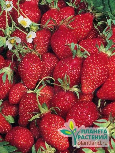 Strawberries Baron Solemacher