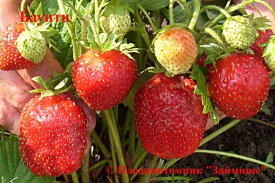 Strawberry Bounty