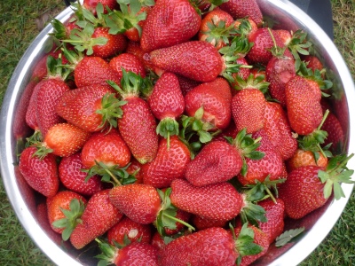 Strawberry Belrubi