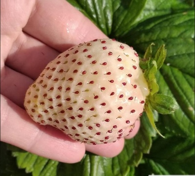 Strawberry White Swede