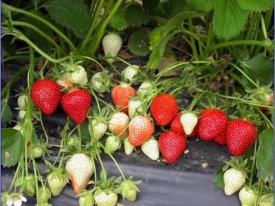 草莓白菜