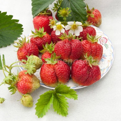 草莓波西米亚