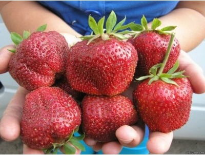 Strawberry Bogota