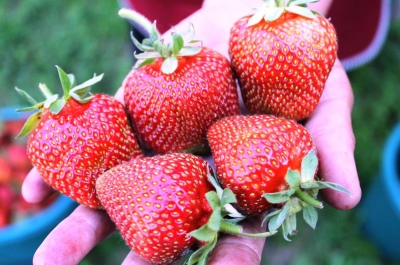 草莓布莱顿
