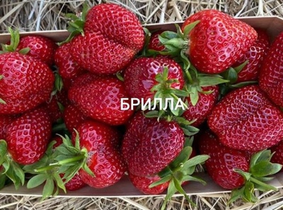 Brills jordbær