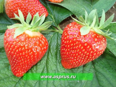 Delhi strawberry