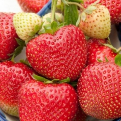 Strawberry Deroyal
