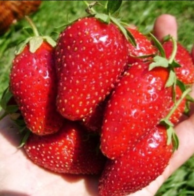Erdbeere Wunderbar