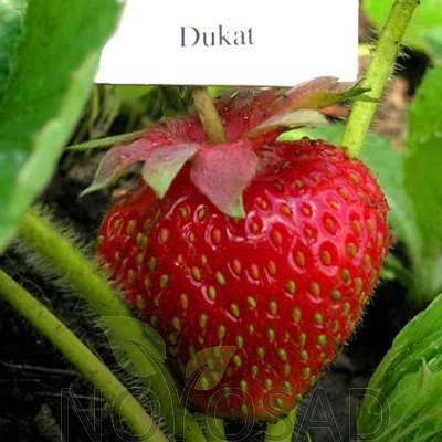Jordbær Ducat