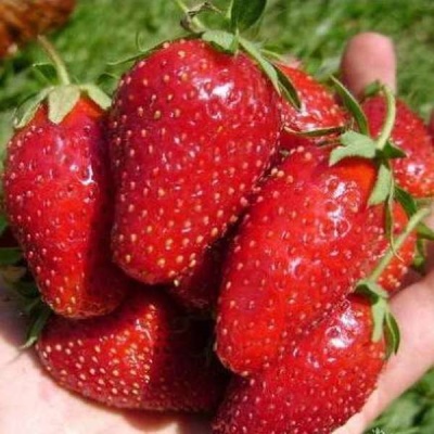 Jennys Erdbeere