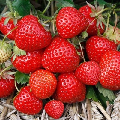 Éléganes aux fraises