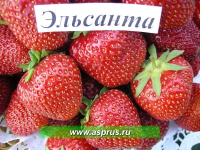 Elsanta strawberry