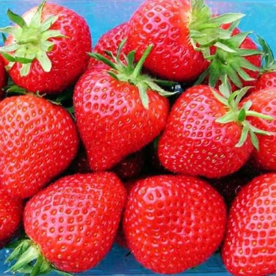 Erdbeerfest