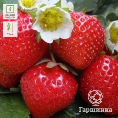 Erdbeer Figaro