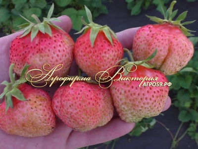 Finnish pink strawberry
