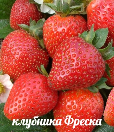 Erdbeerfresko