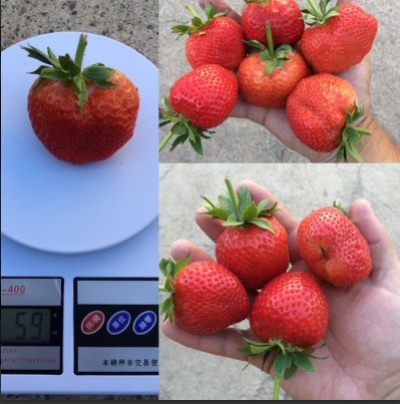 Strawberry Galya Chiv