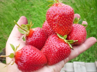 草莓和谐