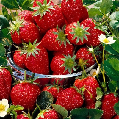 Strawberry Hera